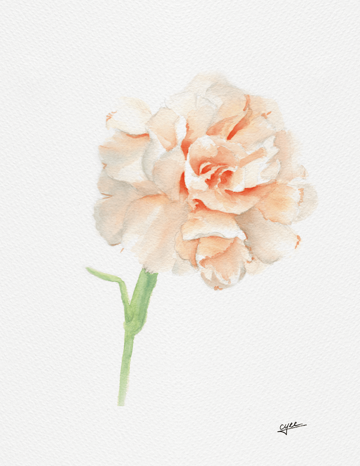 January Flower: Carnation