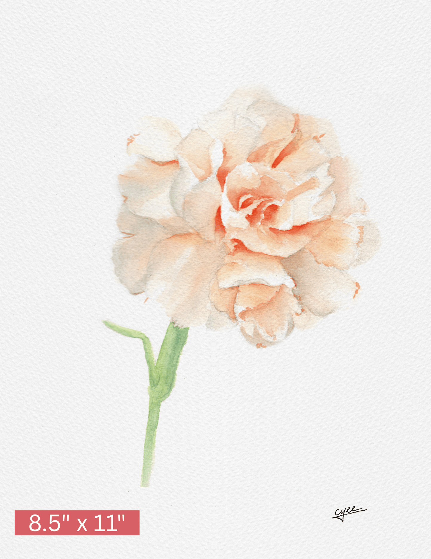 January Flower: Carnation