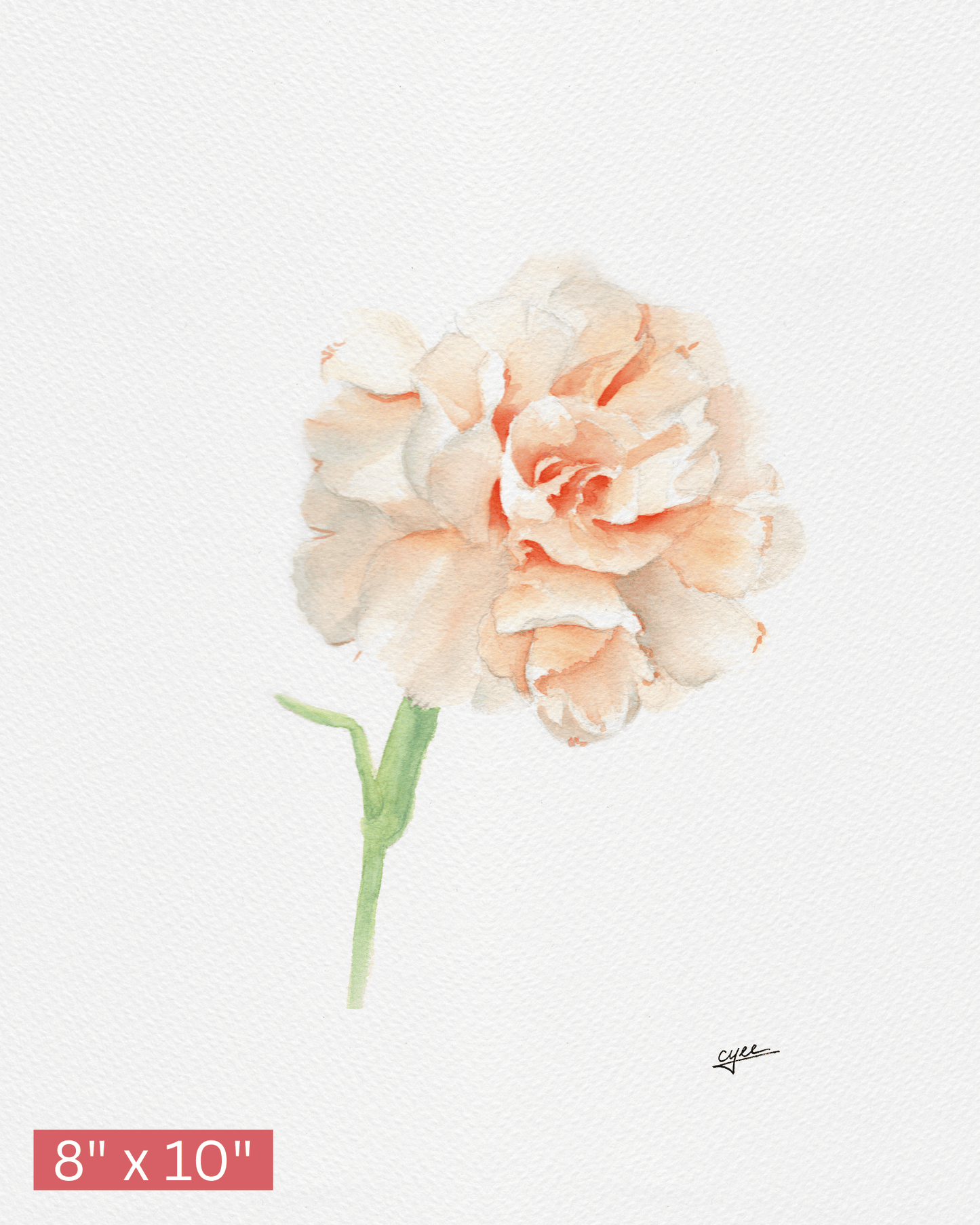 January Flower: Carnation
