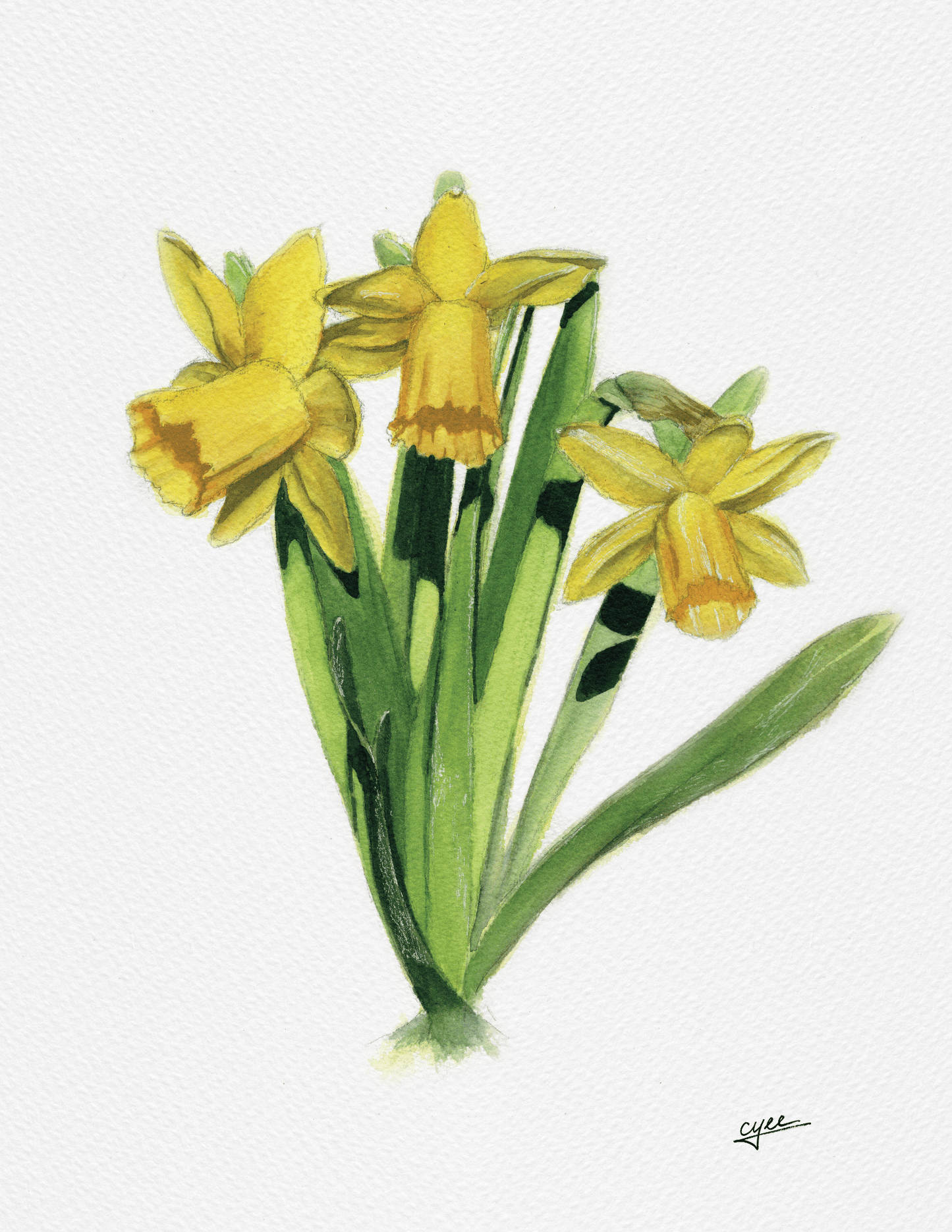March Flower: Daffodil