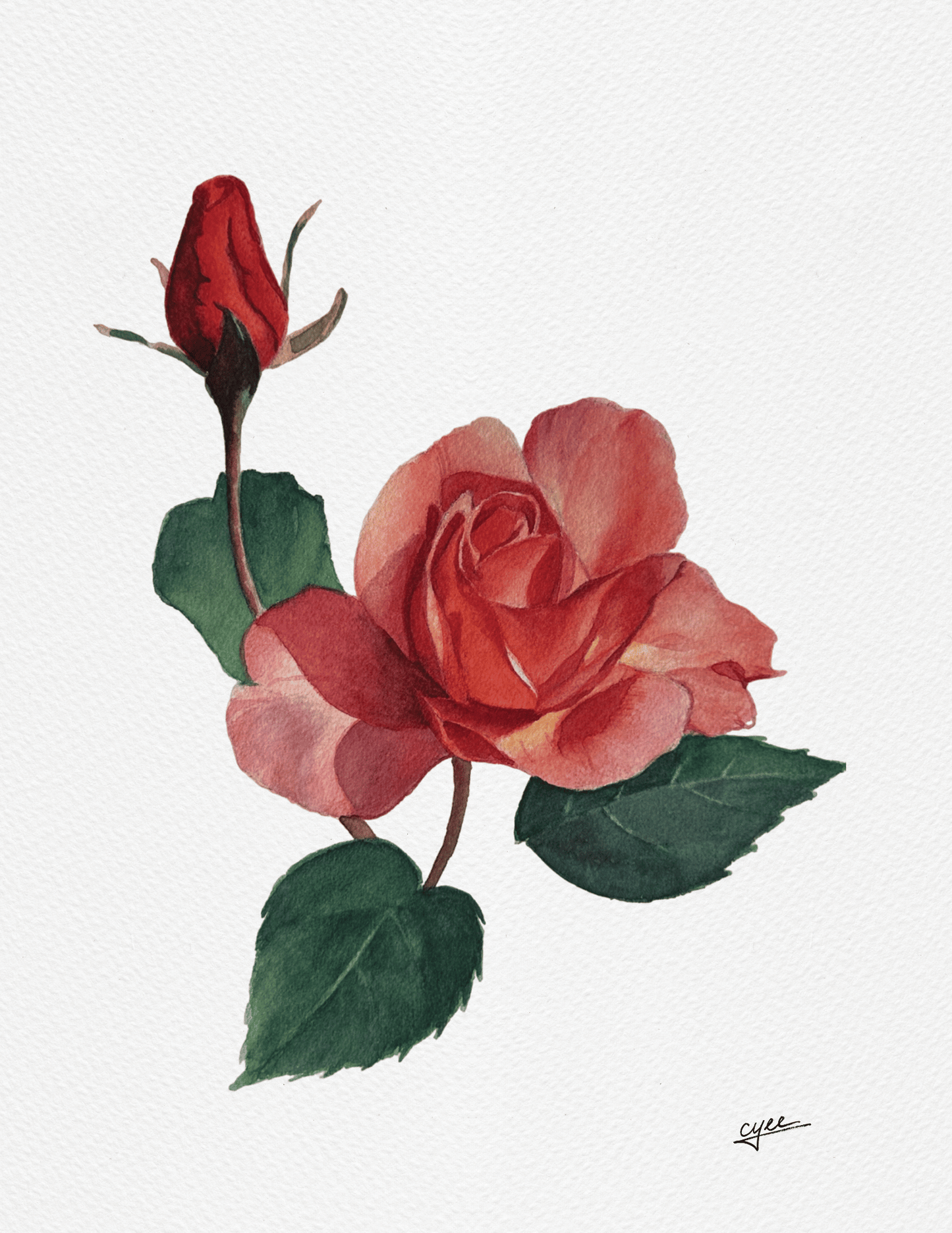 June Flower: Rose