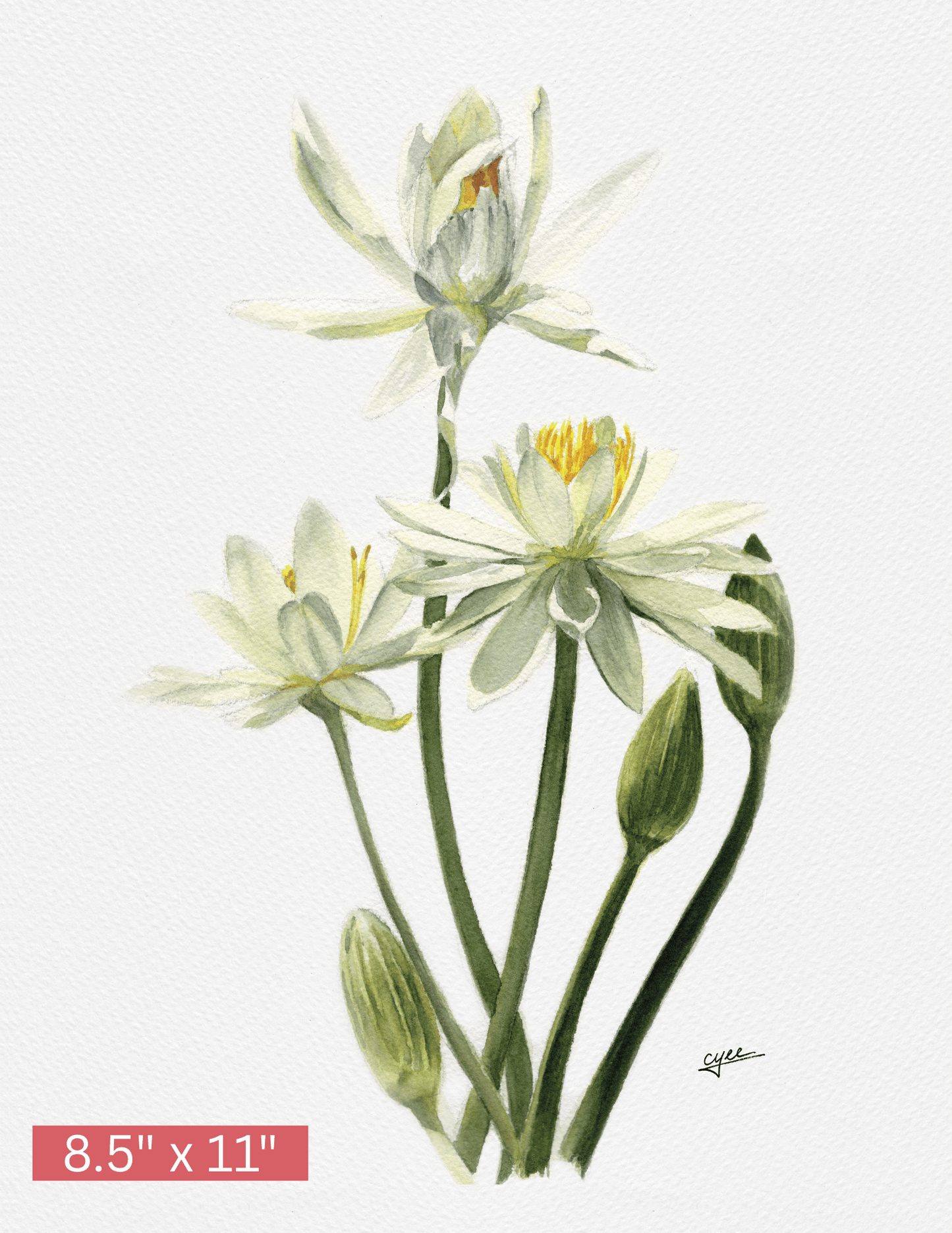 July Flower: Water Lily