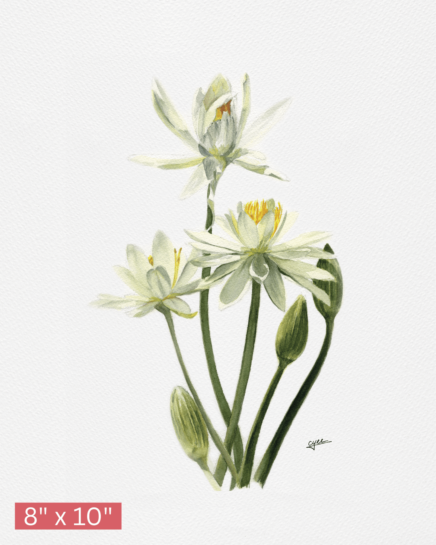July Flower: Water Lily