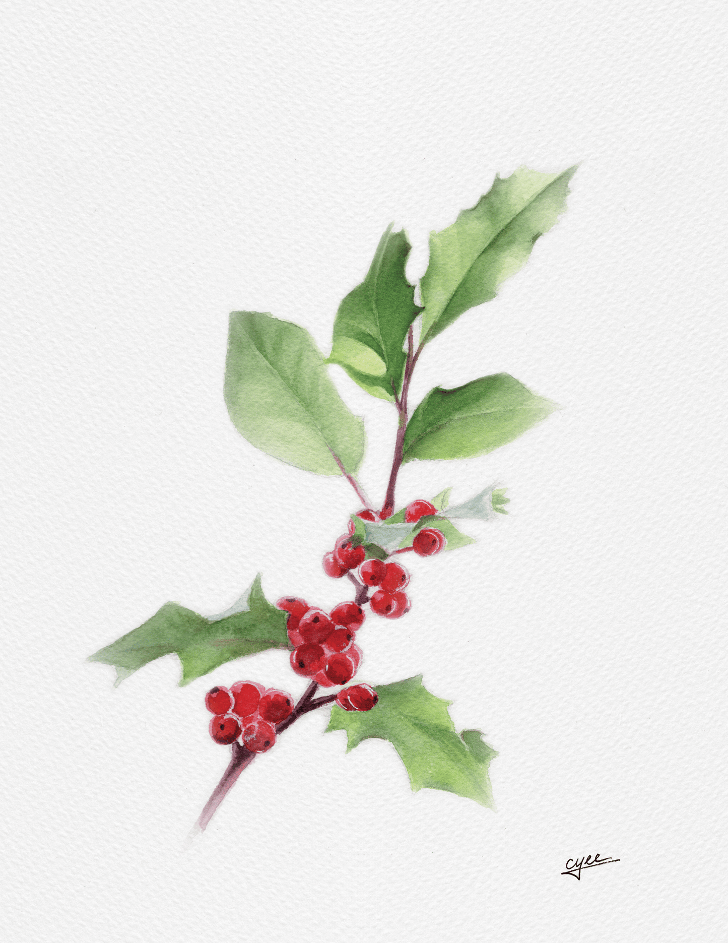 December Flower: Holly