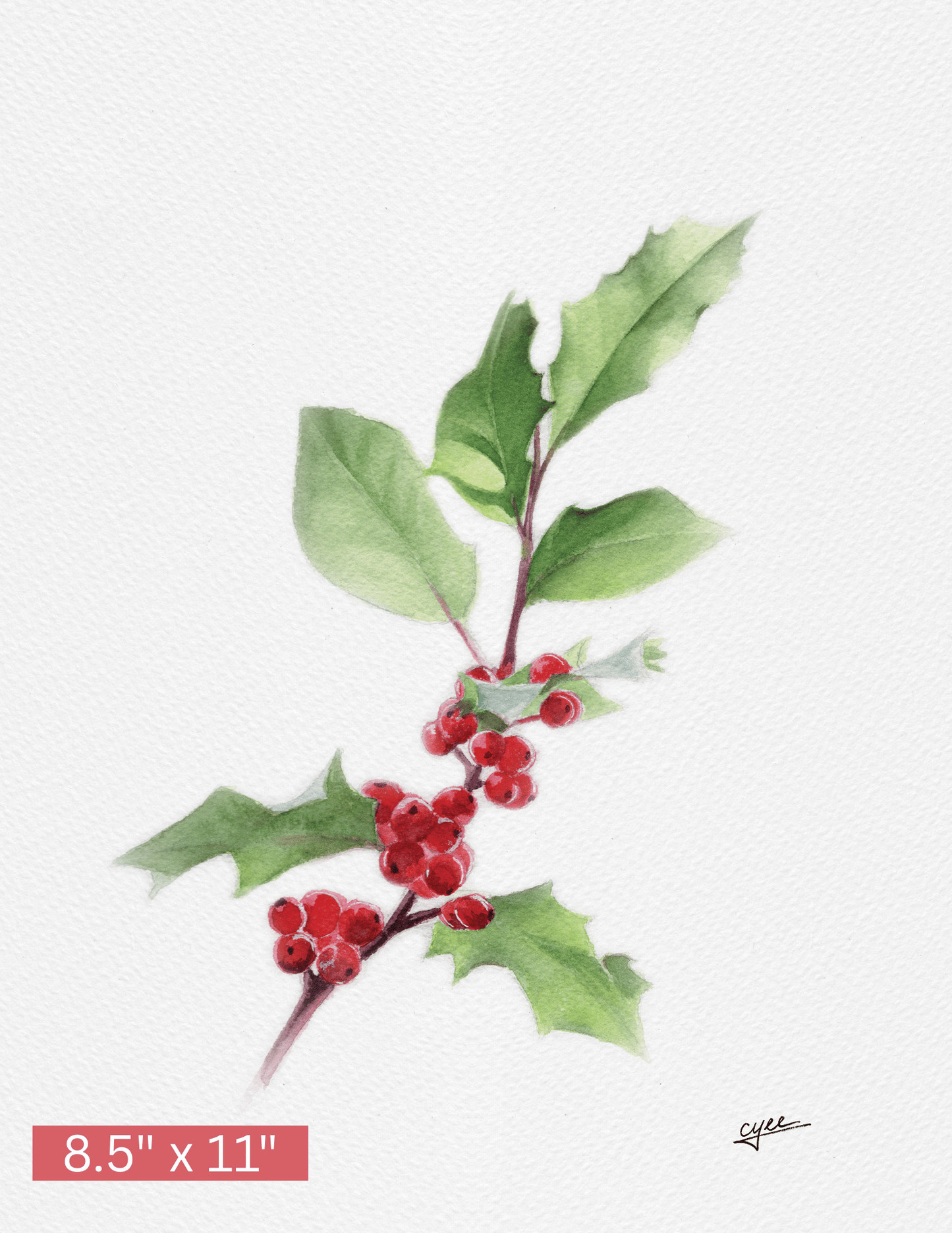 December Flower: Holly