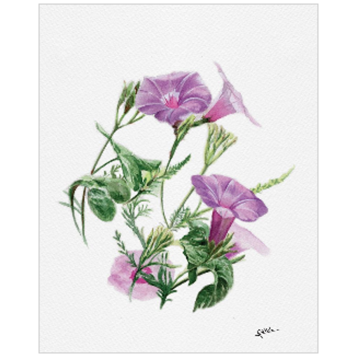 September flower: Morning Glory