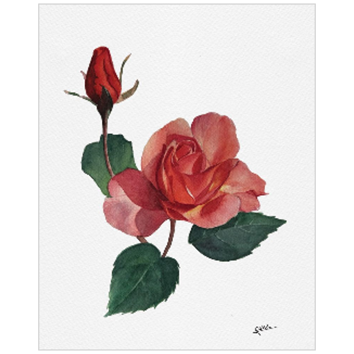 June flower: Roses