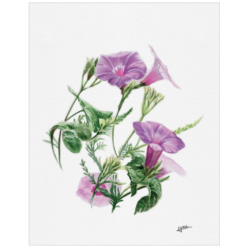 September flower: Morning Glory