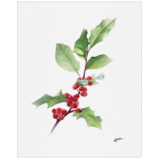 December flower: Hollys