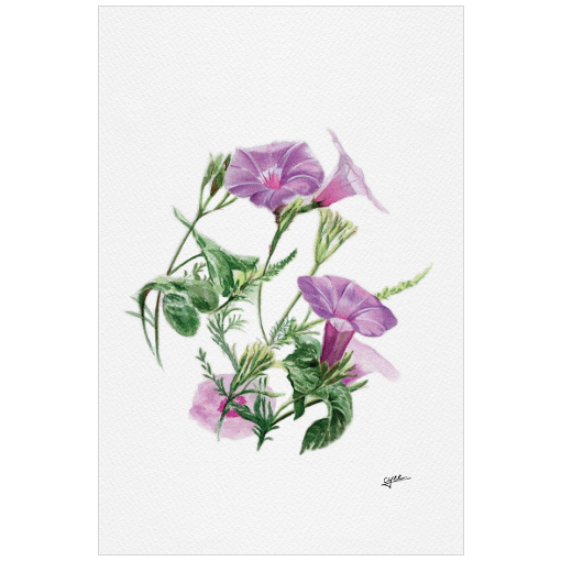 September flower: Morning Glory