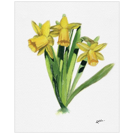 March flower: Daffodils