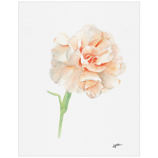 January flower: Carnations