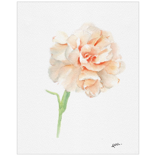 January flower: Carnations