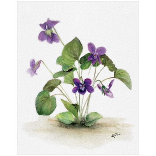 February flower: Violets