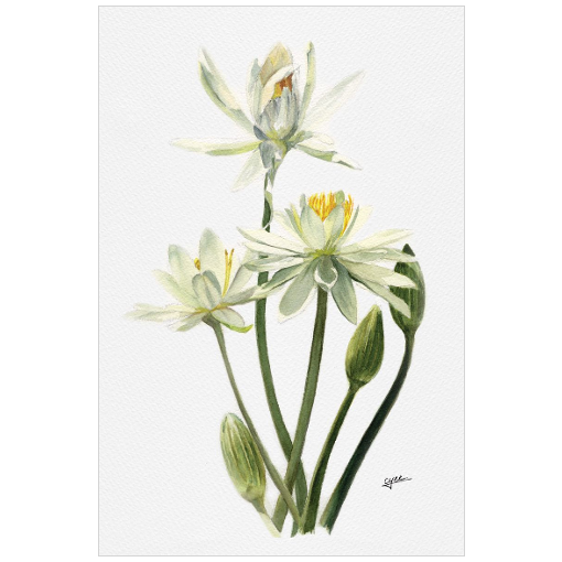 July flower: Water Lily