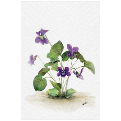 February flower: Violets