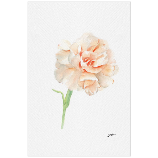 January flower: Carnations