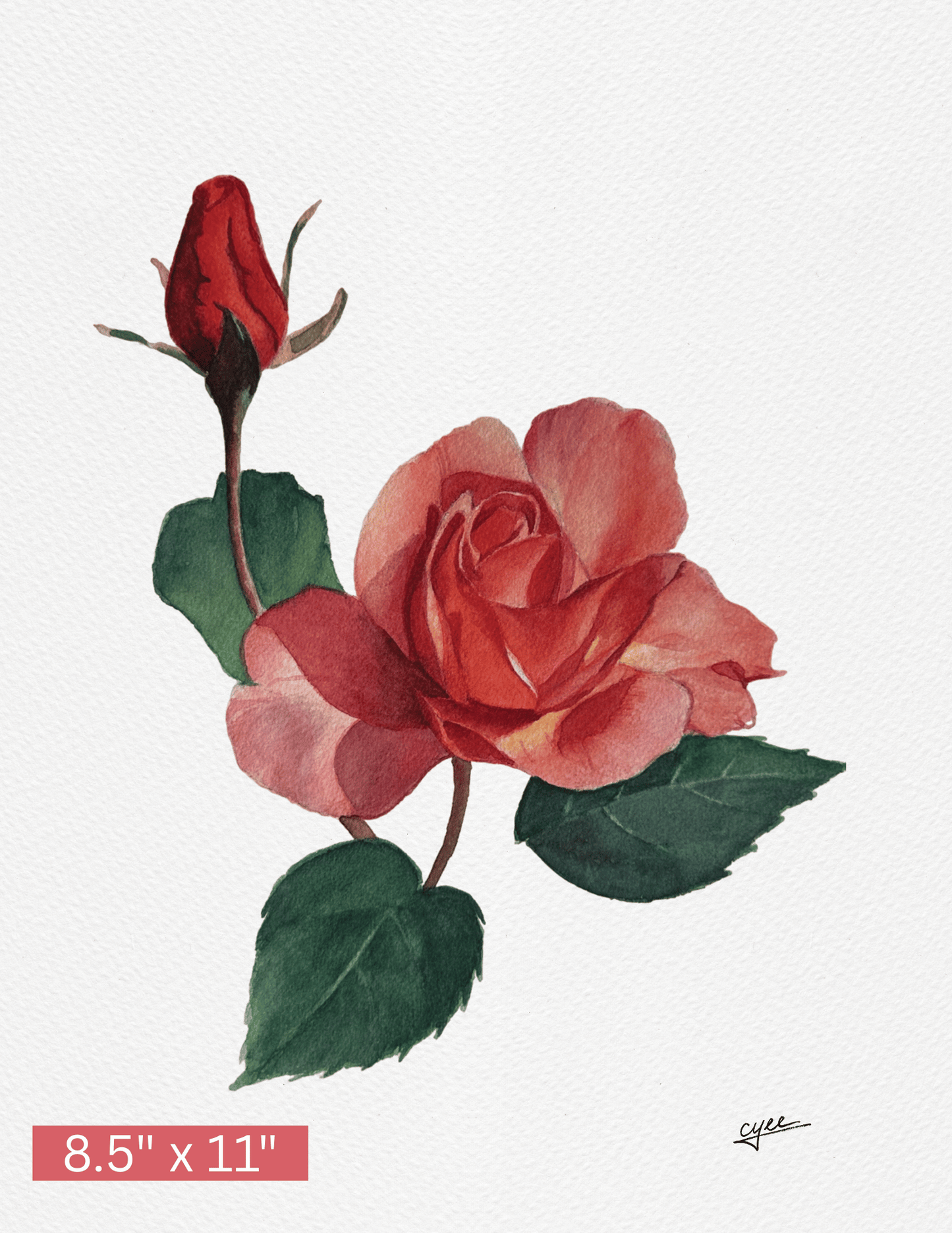 June Flower: Rose