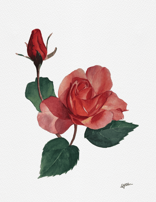 June Flower: Rose