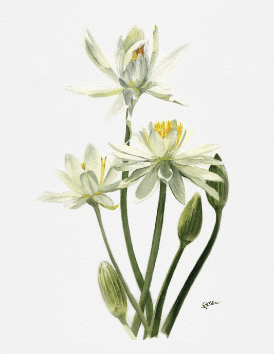 July Flower: Water Lily