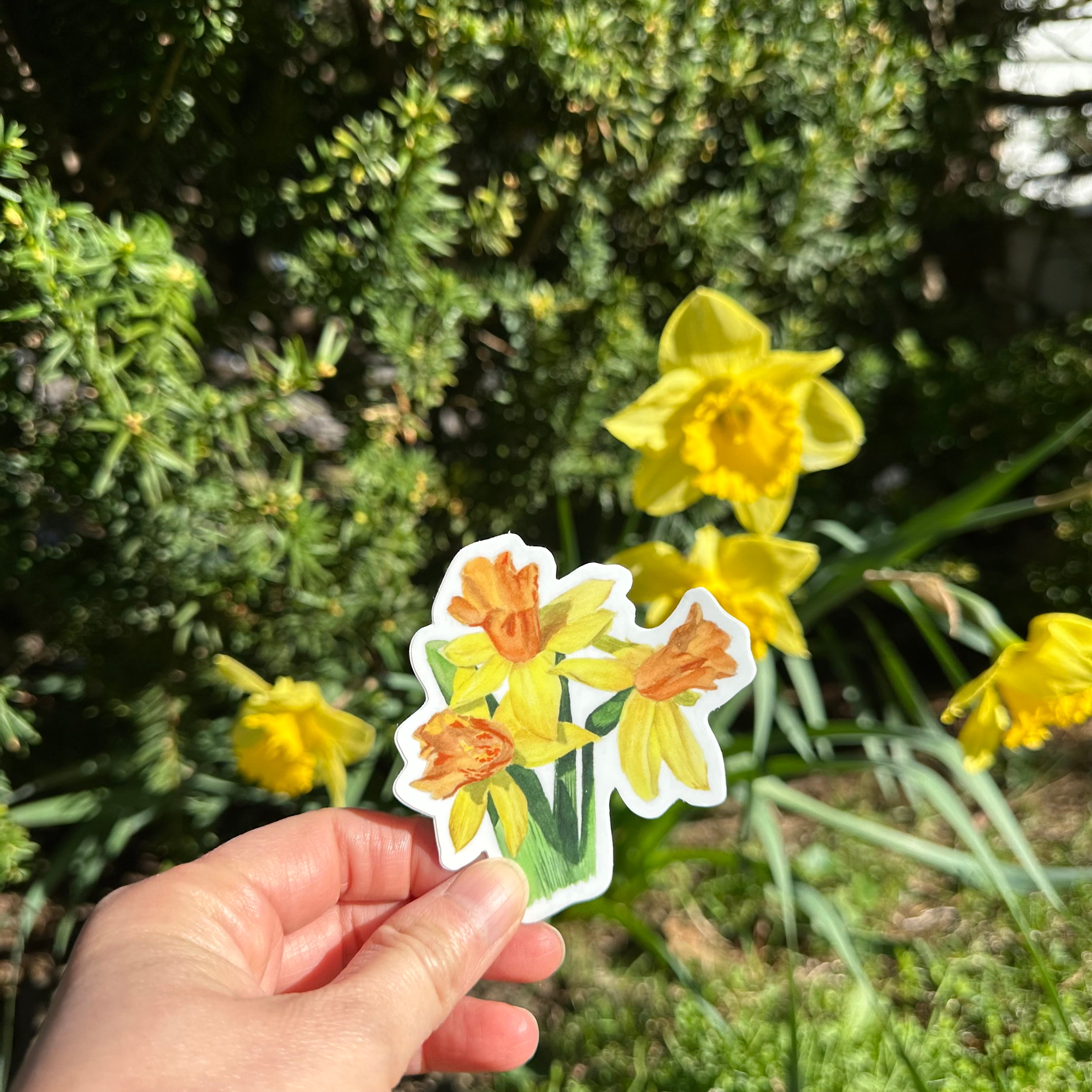 Daffodils vinyl stickers